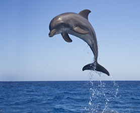 dolphin-jumping-278x225.jpg